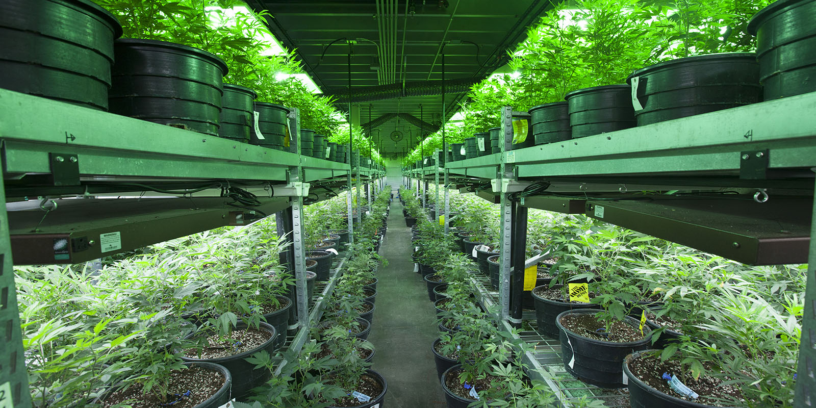 Industrial Marijuana Grow Operation