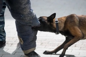 aggresive police dog training