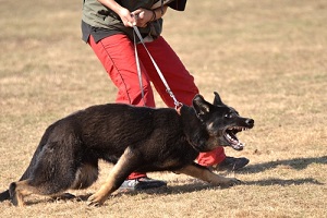 german shepherd at dog training