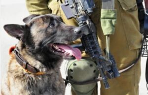 police dog with armed officer